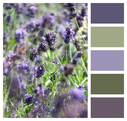 Lavender Medicinal Plants Plants Image